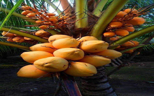 coconut tree wallpaper with many fruits  from Chrome web store to be run with OffiDocs Chromium online