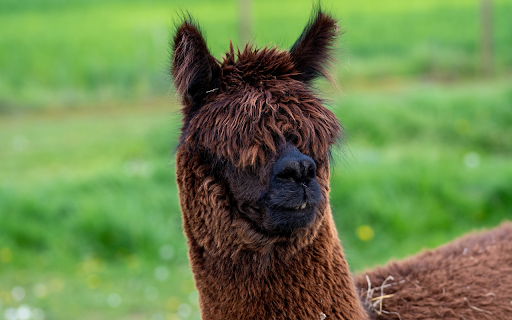 Coffee alpaca  from Chrome web store to be run with OffiDocs Chromium online