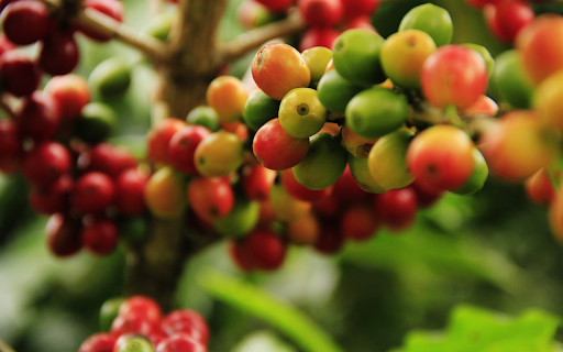 Coffee bean  from Chrome web store to be run with OffiDocs Chromium online