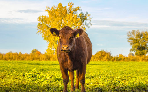 Coffee colored cow  from Chrome web store to be run with OffiDocs Chromium online