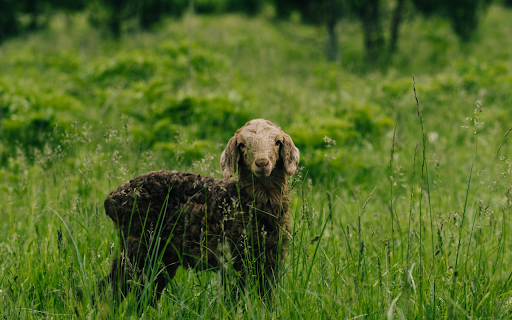 Coffee colored Lamb  from Chrome web store to be run with OffiDocs Chromium online