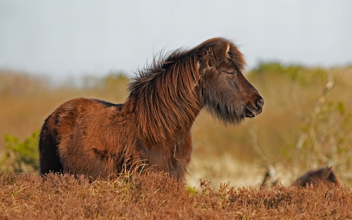 Coffee Color Horse  from Chrome web store to be run with OffiDocs Chromium online