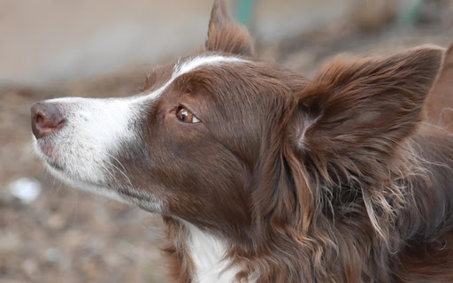 COLLIEDOG Theme  from Chrome web store to be run with OffiDocs Chromium online