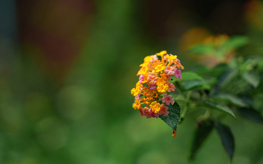 Color changing flower branch  from Chrome web store to be run with OffiDocs Chromium online