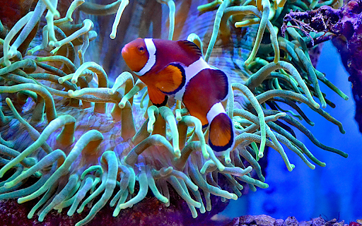 Colorful anemonefish swimming in big aquarium  from Chrome web store to be run with OffiDocs Chromium online