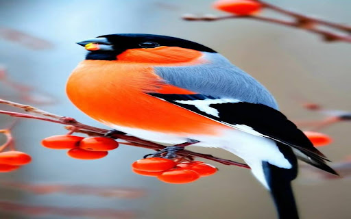 colorful bird wallpaper  from Chrome web store to be run with OffiDocs Chromium online