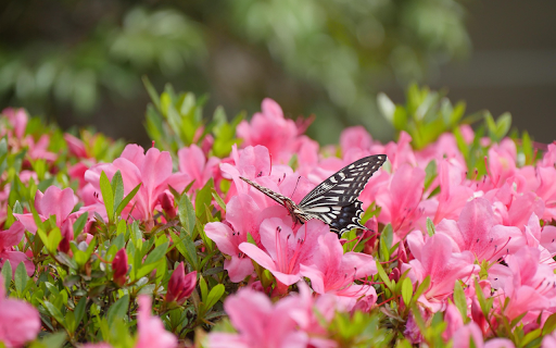 Colorful flowers and beautiful butterflies  from Chrome web store to be run with OffiDocs Chromium online