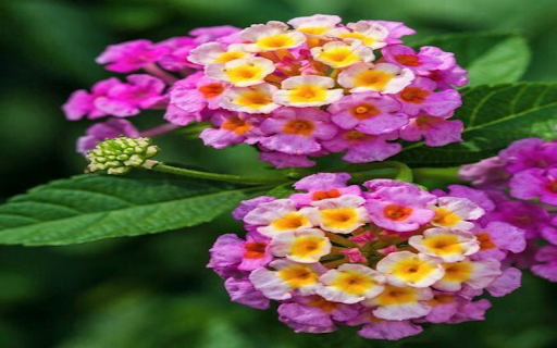 Colorful flower wallpaper  from Chrome web store to be run with OffiDocs Chromium online