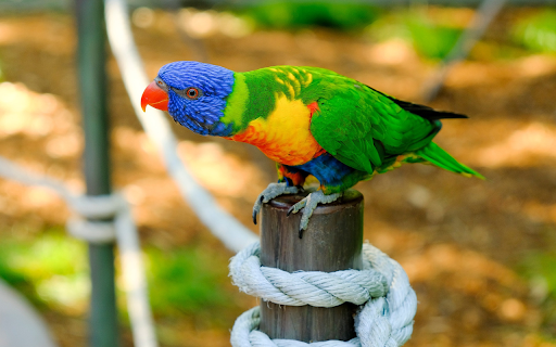 Colorful Parrot  from Chrome web store to be run with OffiDocs Chromium online