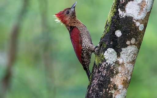 Colorful Woodpecker from Chrome web store to be run with OffiDocs Chromium online Colorful Woodpecker from Chrome web store to be run with OffiDocs Chromium online