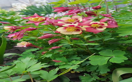 Columbine Flower Wallpaper  from Chrome web store to be run with OffiDocs Chromium online