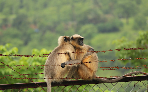 Compassion in the Wild  from Chrome web store to be run with OffiDocs Chromium online