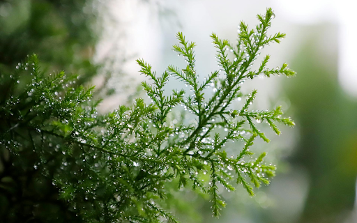 Coniferous branches  from Chrome web store to be run with OffiDocs Chromium online