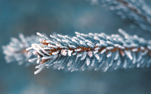 Coniferous branches and snow bushes  from Chrome web store to be run with OffiDocs Chromium online