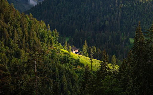 Coniferous forest  from Chrome web store to be run with OffiDocs Chromium online