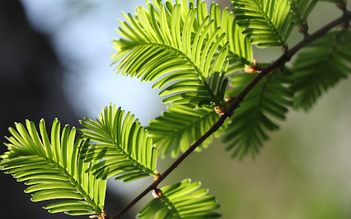 Coniferous tree branches  from Chrome web store to be run with OffiDocs Chromium online