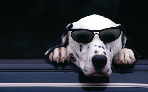 Cool Dog: The Stylish Pup with Sunglasses  from Chrome web store to be run with OffiDocs Chromium online