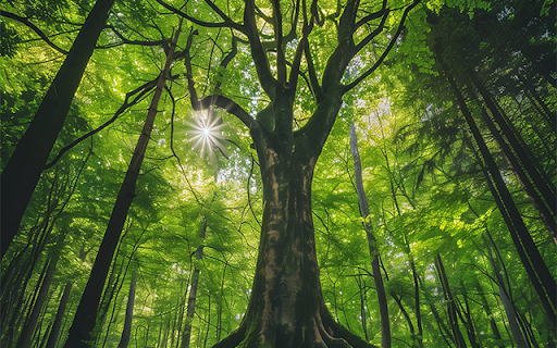 Cool Green Forest At Movie2k  from Chrome web store to be run with OffiDocs Chromium online