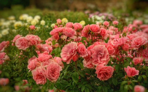 Corail Gelé Rose Garden: A Symphony of Elegance and Grace  from Chrome web store to be run with OffiDocs Chromium online