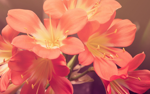 Coral Blooms  from Chrome web store to be run with OffiDocs Chromium online