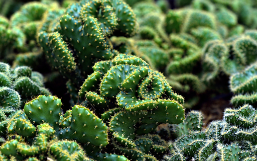 coral cactus  from Chrome web store to be run with OffiDocs Chromium online