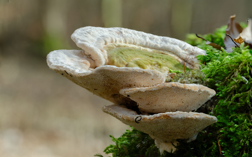 Coral mushrooms  from Chrome web store to be run with OffiDocs Chromium online