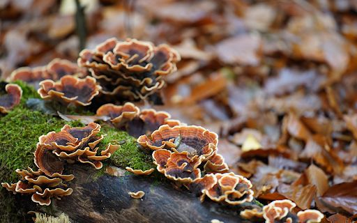 Coral shaped mushrooms  from Chrome web store to be run with OffiDocs Chromium online