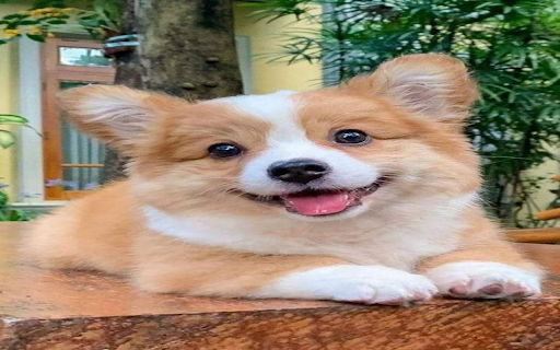 Corgi Dog Wallpaper  from Chrome web store to be run with OffiDocs Chromium online