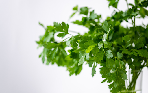 Coriander  from Chrome web store to be run with OffiDocs Chromium online