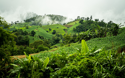 Corn and banana fields  from Chrome web store to be run with OffiDocs Chromium online