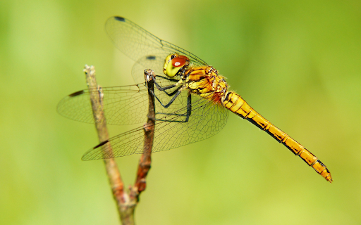 Corn dragonfly  from Chrome web store to be run with OffiDocs Chromium online