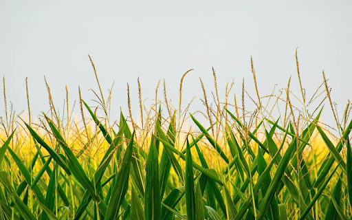 Cornflowers  from Chrome web store to be run with OffiDocs Chromium online