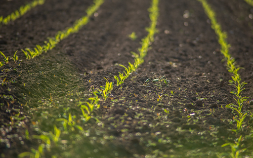 Corn sprouts  from Chrome web store to be run with OffiDocs Chromium online