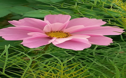 Cosmos flower wallpaper  from Chrome web store to be run with OffiDocs Chromium online