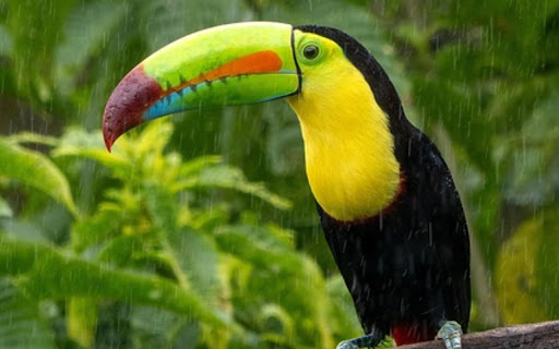 COSTA RICA THEME  from Chrome web store to be run with OffiDocs Chromium online