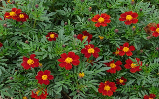 Cottage Red marigolds flower wallpaper  from Chrome web store to be run with OffiDocs Chromium online