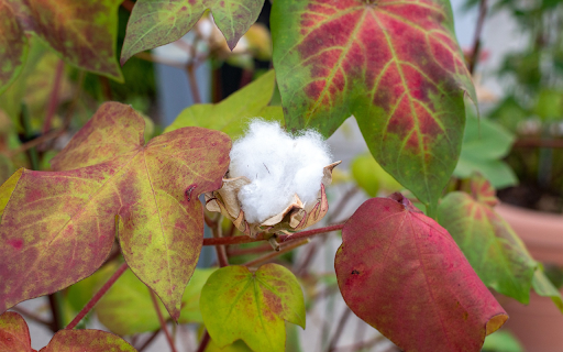 Cotton plant  from Chrome web store to be run with OffiDocs Chromium online