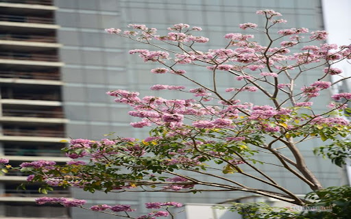 cotton tree wallpaper  from Chrome web store to be run with OffiDocs Chromium online