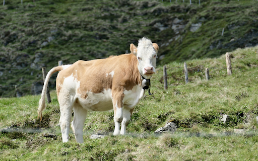 Cow growing on the farm  from Chrome web store to be run with OffiDocs Chromium online