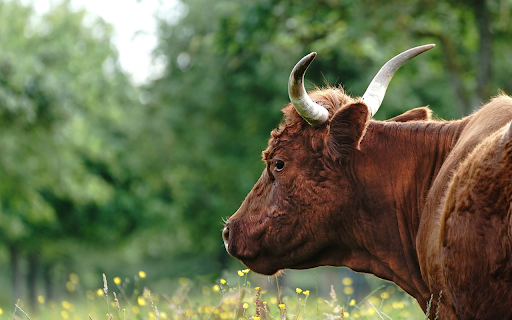 Cow on yellow flower meadow  from Chrome web store to be run with OffiDocs Chromium online