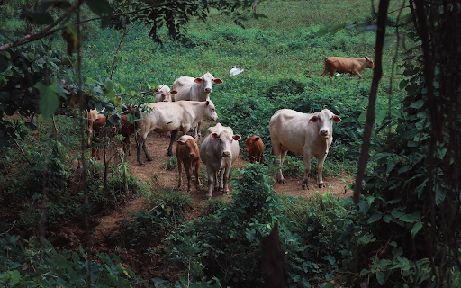 Cows  from Chrome web store to be run with OffiDocs Chromium online