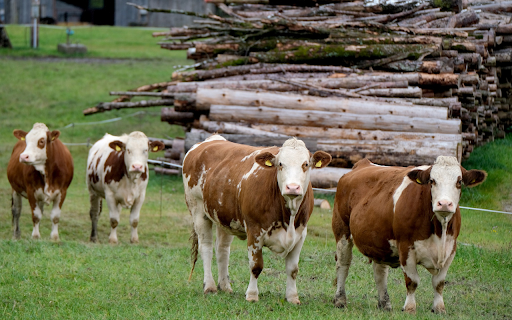 Cows and mountains of firewood  from Chrome web store to be run with OffiDocs Chromium online