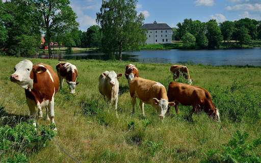 Cows by the River  from Chrome web store to be run with OffiDocs Chromium online