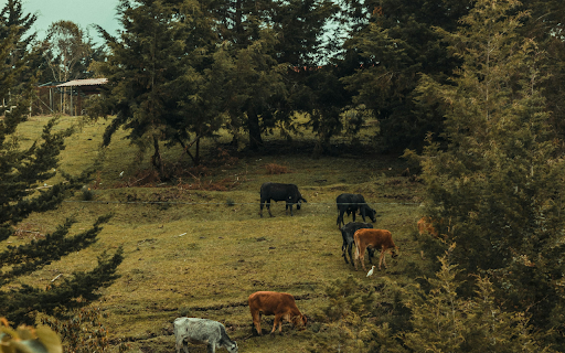 Cows Grazing in a Pasture  from Chrome web store to be run with OffiDocs Chromium online