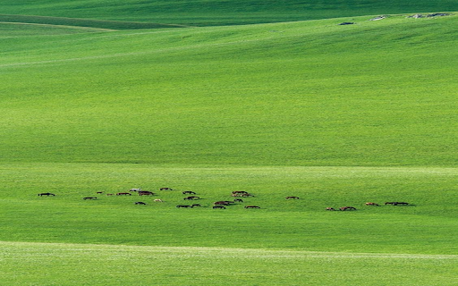 Cows on the grassland wallpaper  from Chrome web store to be run with OffiDocs Chromium online