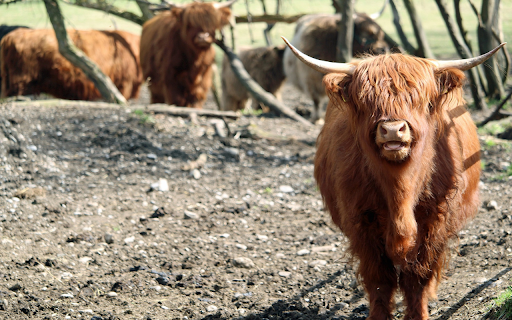 Cows on the Plateau  from Chrome web store to be run with OffiDocs Chromium online