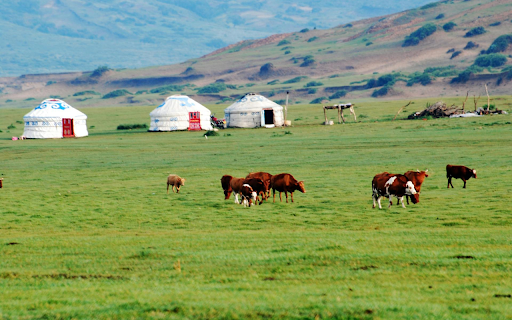 Cows on the Prairie  from Chrome web store to be run with OffiDocs Chromium online