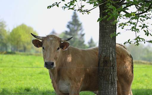 Cow Standing Under a Tree  from Chrome web store to be run with OffiDocs Chromium online