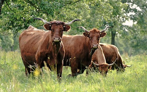 COW THEME  from Chrome web store to be run with OffiDocs Chromium online