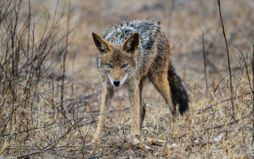 Coyote  from Chrome web store to be run with OffiDocs Chromium online